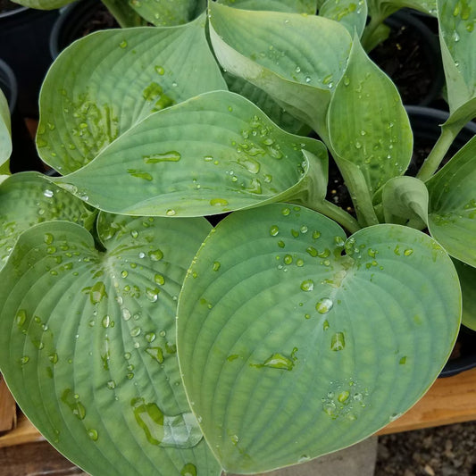 Berbee Bulb Co. / Hosta 'Abiqua Drinking Gourd'
