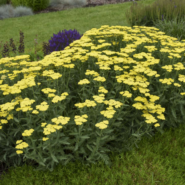 3-Pack Achillea 'Sassy Summer Lemon' Yarrow Starter Perennials. Bright, Sunny Yellow Flowers. Love Sun.