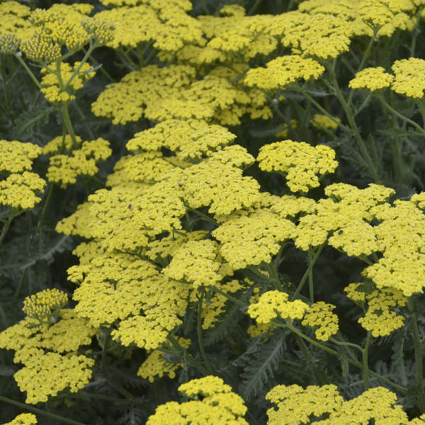 3-Pack Achillea 'Sassy Summer Lemon' Yarrow Starter Perennials. Bright, Sunny Yellow Flowers. Love Sun.