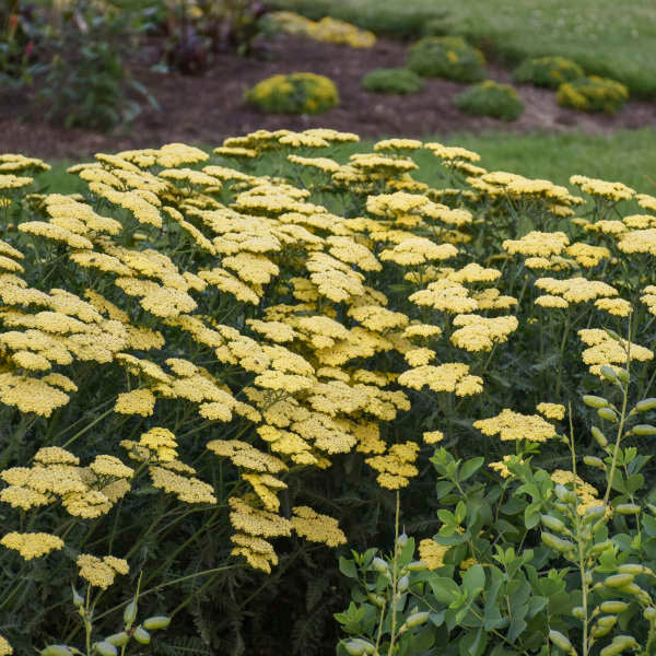 3-Pack Achillea 'Sassy Summer Lemon' Yarrow Starter Perennials. Bright, Sunny Yellow Flowers. Love Sun.