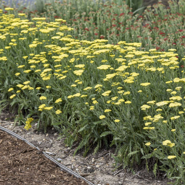 3-Pack Achillea 'Sassy Summer Lemon' Yarrow Starter Perennials. Bright, Sunny Yellow Flowers. Love Sun.