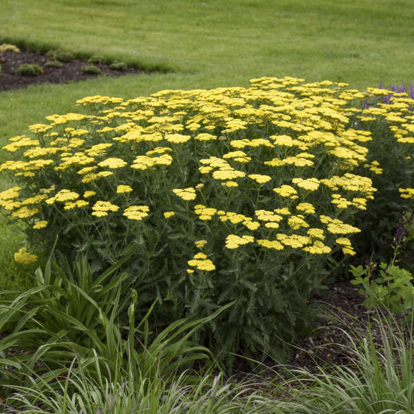 3-Pack Achillea 'Sassy Summer Lemon' Yarrow Starter Perennials. Bright, Sunny Yellow Flowers. Love Sun.