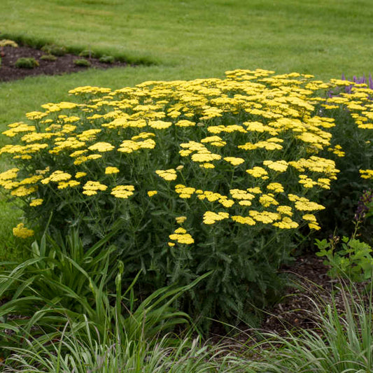 3 Achillea 'Sassy Summer Lemon' Yarrow Starter Perennials. Bright, Sunny Yellow Flowers. Love Sun.