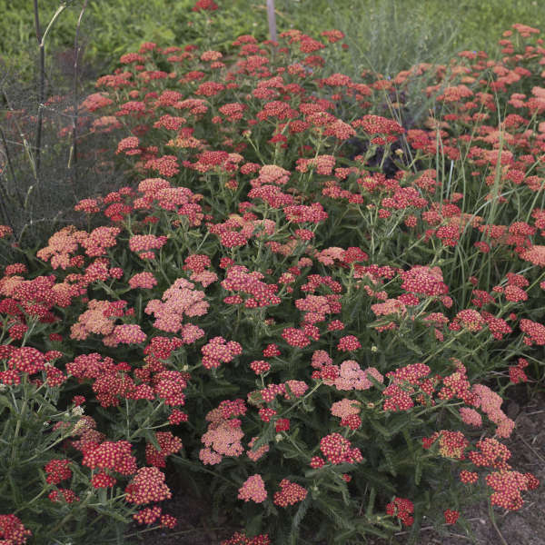 Walters Gardens, Inc. / Achillea 'Summer Sangria'