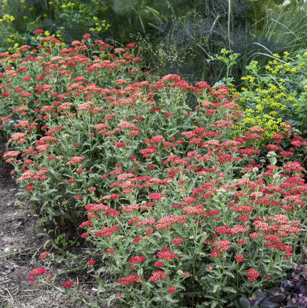 Walters Gardens, Inc. / Achillea 'Summer Sangria'