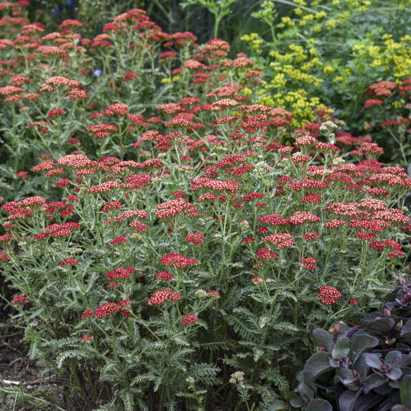 Walters Gardens, Inc. / Achillea 'Summer Sangria'