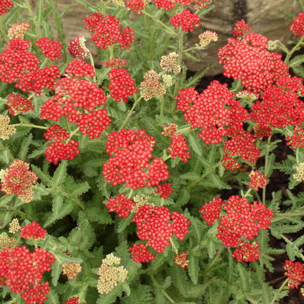 Walters Gardens, Inc. / Achillea 'Summer Sangria'