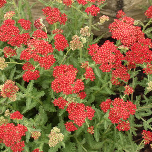 Walters Gardens, Inc. / Achillea 'Summer Sangria'