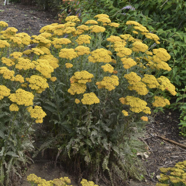 3-Pack Achillea 'Sassy Summer Sunset' Yarrow Starter Perennials. Dark Orange Blooms. Love Sun.