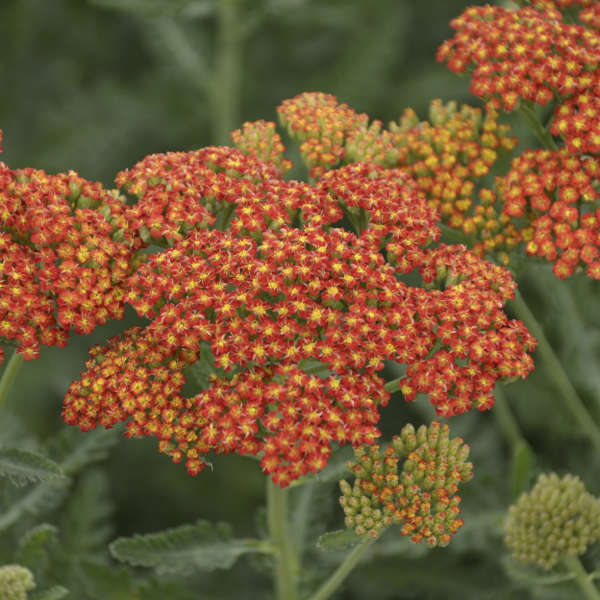 Walters Gardens, Inc. / Achillea 'Summer Sunset'