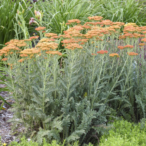 Walters Gardens, Inc. / Achillea 'Summer Sunset'