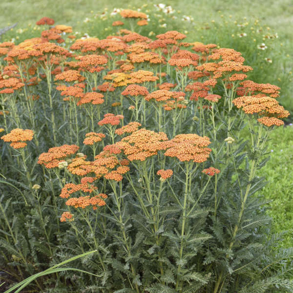 Walters Gardens, Inc. / Achillea 'Summer Sunset'