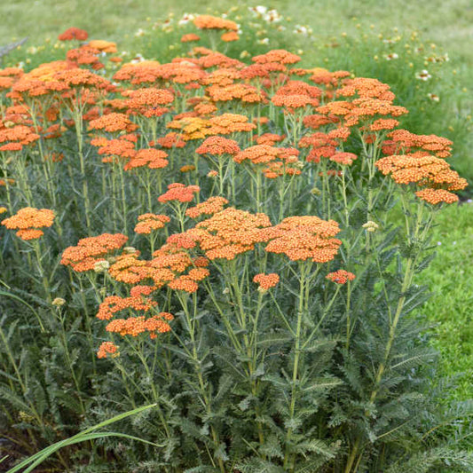 Walters Gardens, Inc. / Achillea 'Summer Sunset'