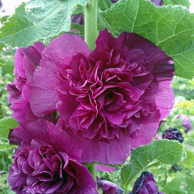 Swift Greenhouses, Inc. / Alcea rosea 'Chaters Double Violet'