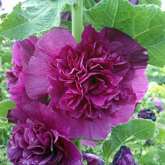 Swift Greenhouses, Inc. / Alcea rosea 'Chaters Double Violet'