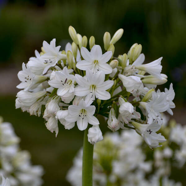 Walters Gardens, Inc. / Galaxy White Agapanthus
