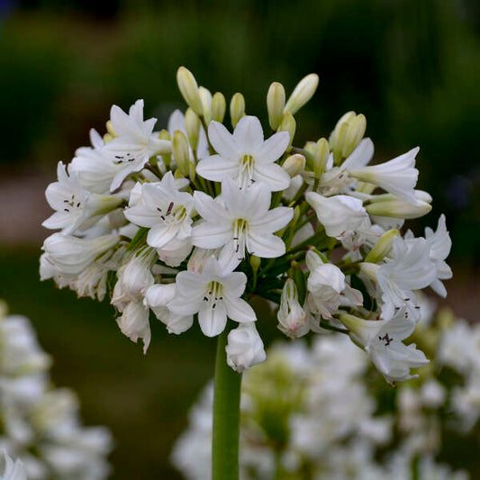 Walters Gardens, Inc. / Galaxy White Agapanthus