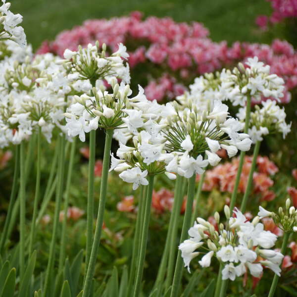 Walters Gardens, Inc. / Galaxy White Agapanthus