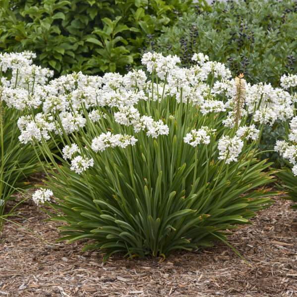 Walters Gardens, Inc. / Galaxy White Agapanthus