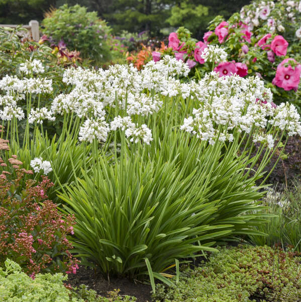 Walters Gardens, Inc. / Galaxy White Agapanthus