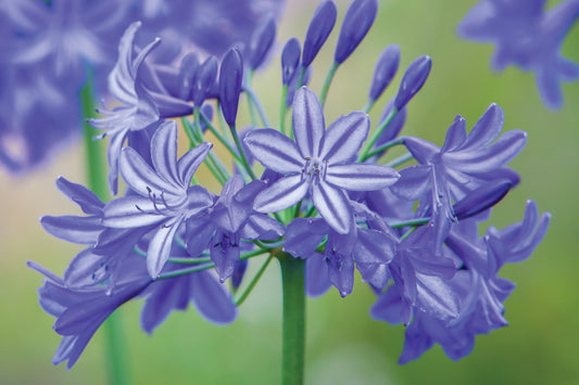 Creek Hill, Nursery / Agapanthus 'Northern Star'