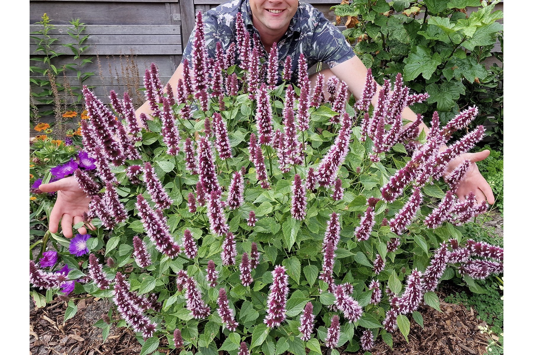 Creek Hill Nursery / Agastache 'Beelicious Pink'