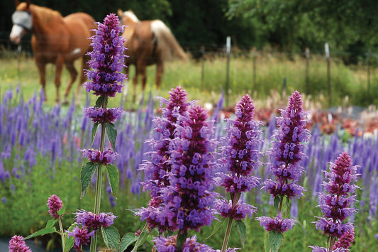 Creek Hill Nursery, Inc. / Agastache 'Blue Boa'