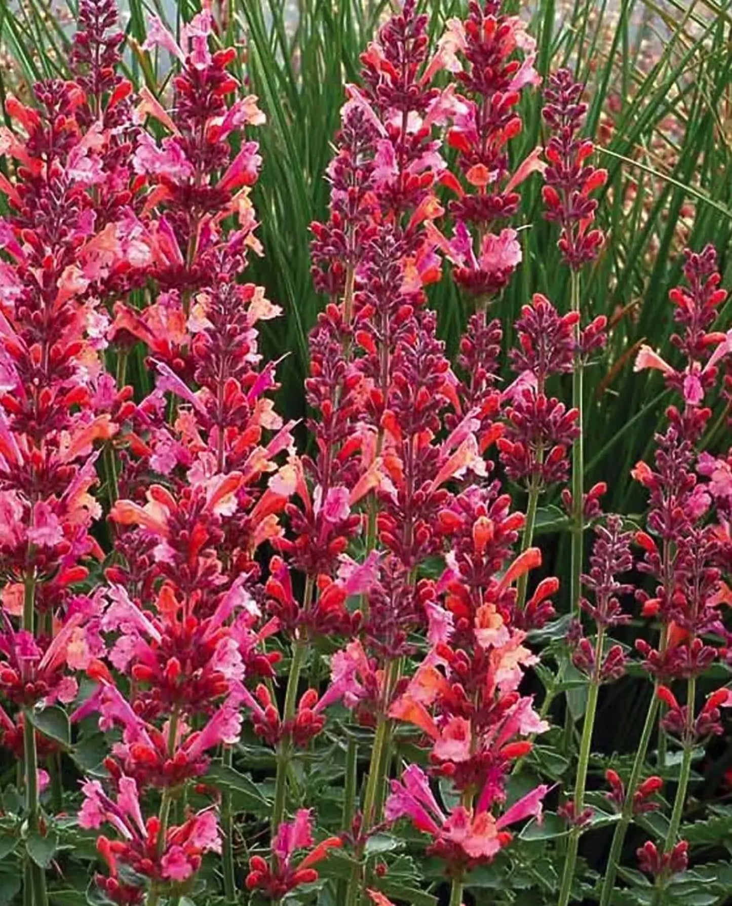 3 Agastache 'Kudos Coral' Anise Hyssop Starter Perennials. Stunning Colors. Super Hardy.