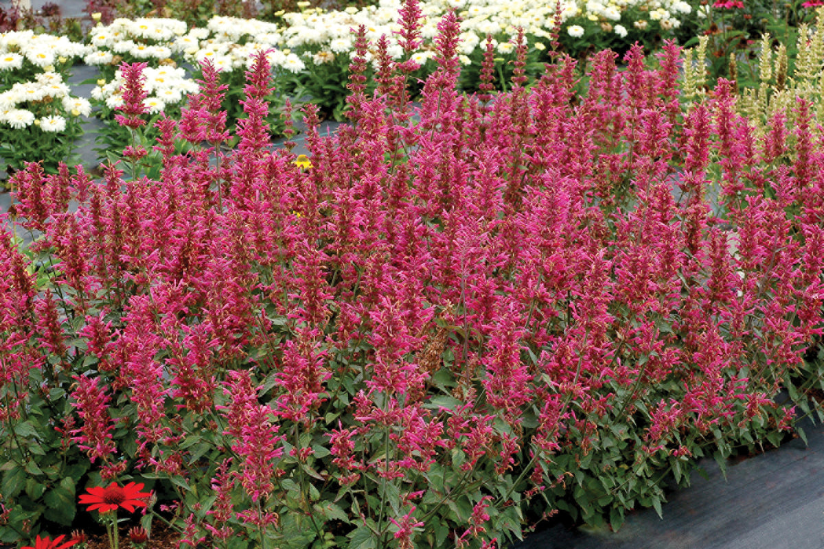 Creek Hill Nursery / Agastache 'Morello'