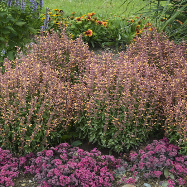 3 Agastache 'Peachie Keen' Anise Hyssop Perennials. Stunning Colors. Super Hardy.