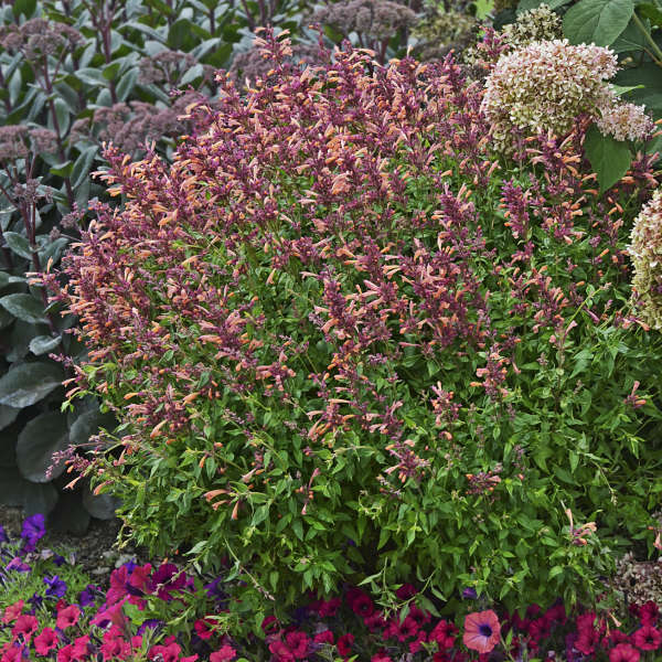 3 Agastache 'Peachie Keen' Anise Hyssop Perennials. Stunning Colors. Super Hardy.