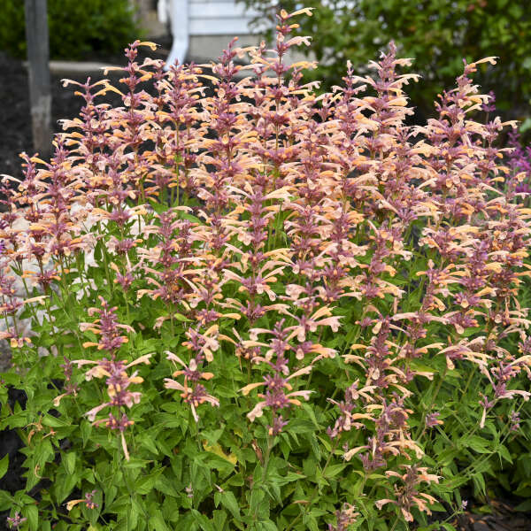 3 Agastache 'Peachie Keen' Anise Hyssop Perennials. Stunning Colors. Super Hardy.