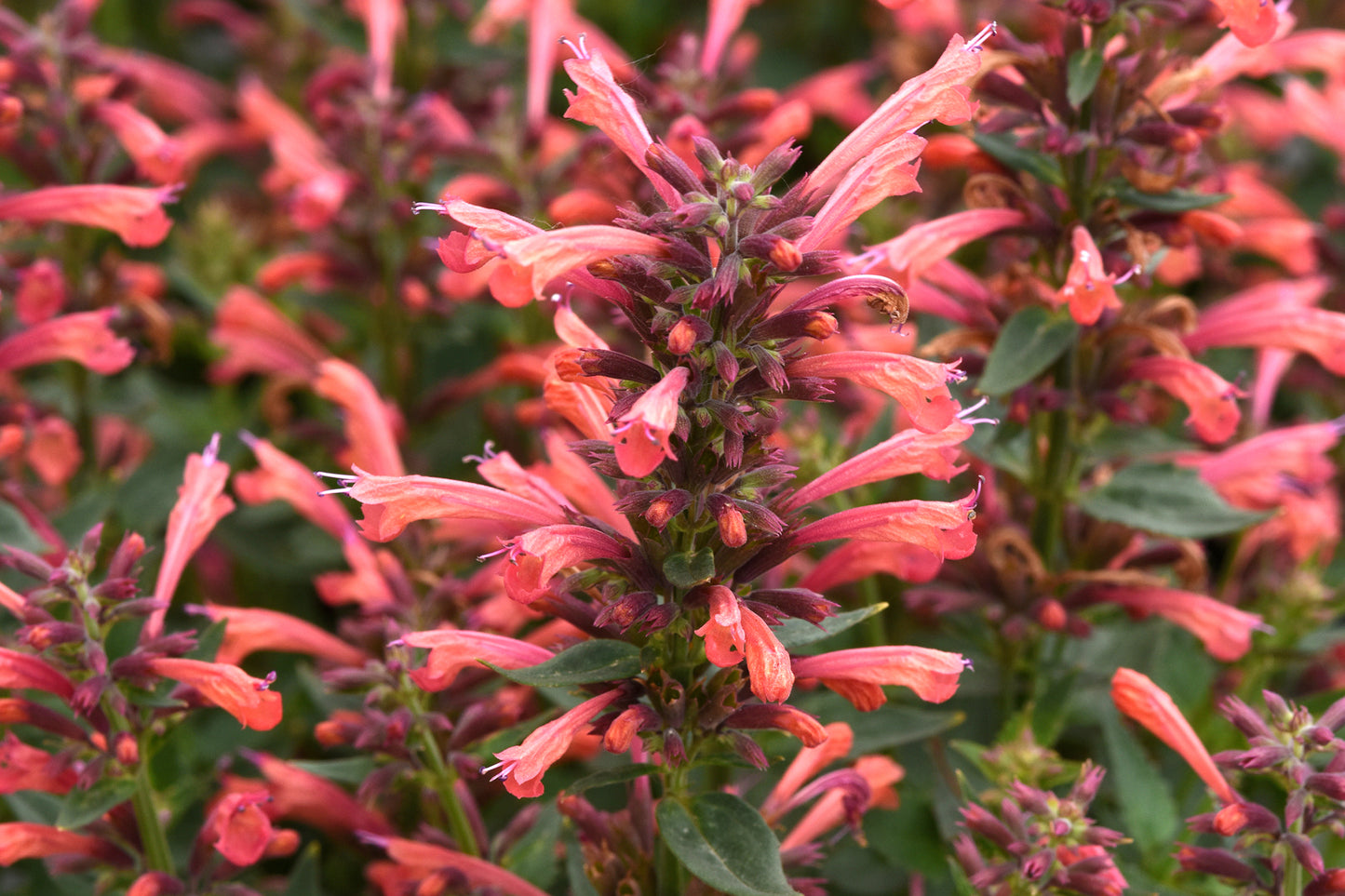 Creek Hill Nursery / Agastache 'Summerlong Coral'