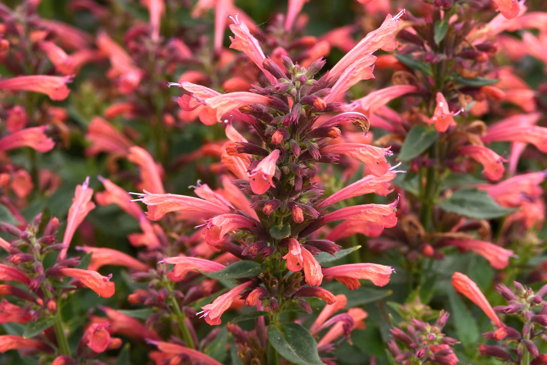 Creek Hill Nursery / Agastache 'Summerlong Coral'