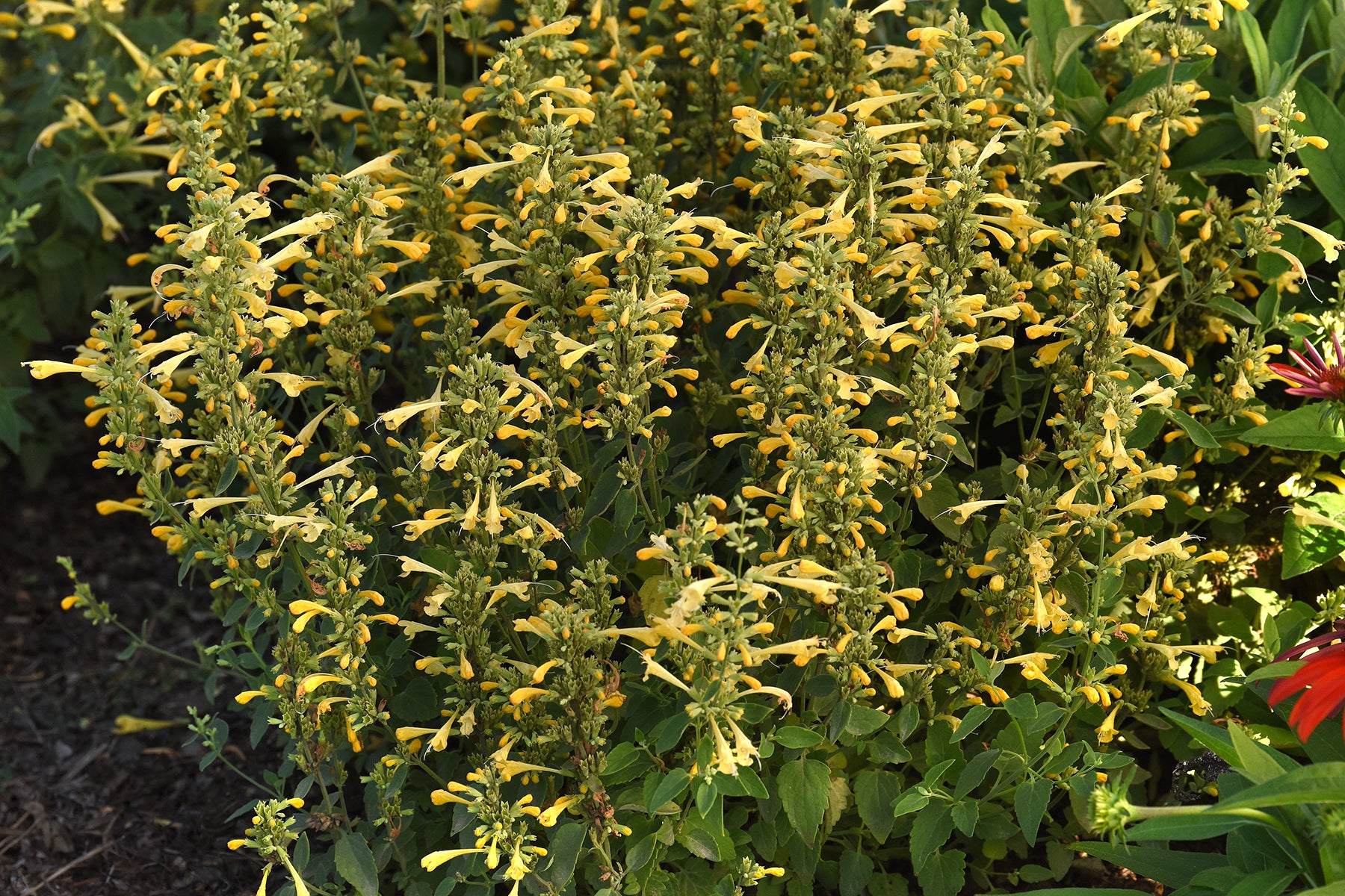 Creek Hill Nursery / Agastache 'Summerlong Yellow'