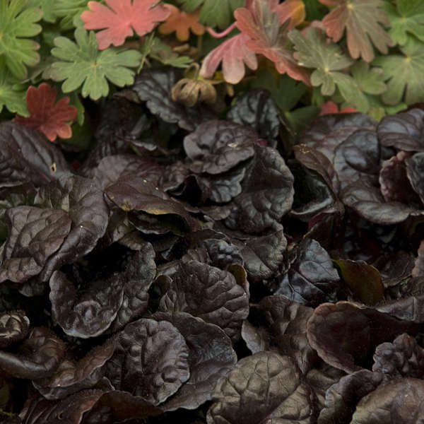 6 Ajuga reptans 'Black Scallop' Starter Perennial Plants. Easy to Grow. Awesome ground cover.