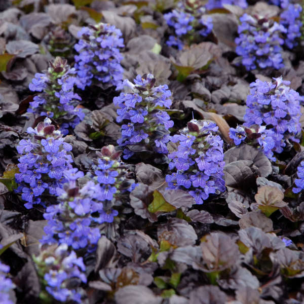 6 Ajuga reptans 'Black Scallop' Starter Perennial Plants. Easy to Grow. Awesome ground cover.