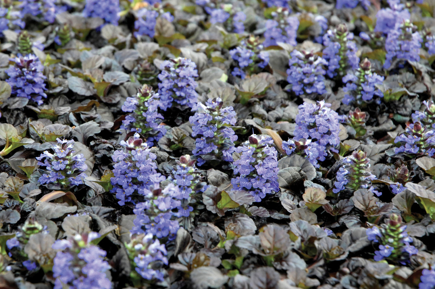 6 Ajuga reptans 'Black Scallop' Starter Perennial Plants. Easy to Grow. Awesome ground cover.