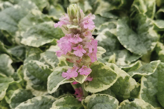 Creek Hill Nursery / Ajuga reptans 'Pink Lightning'
