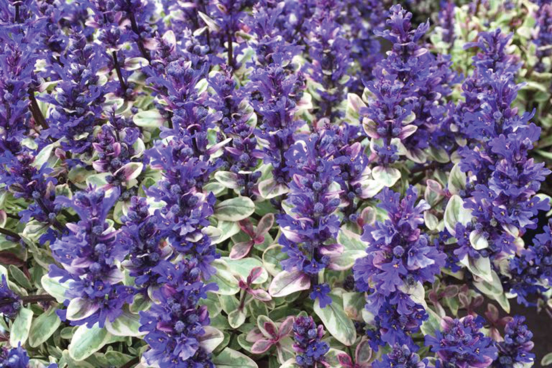 Creek Hill Nursery / Ajuga reptans 'Prince Nadia'