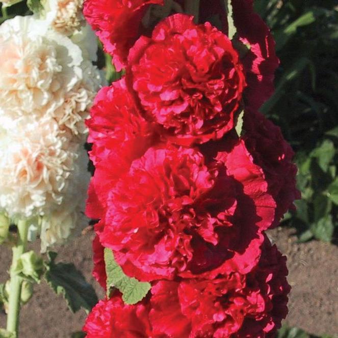 Swift Greenhouses, Inc. / Alcea rosea 'Chaters Double Red'