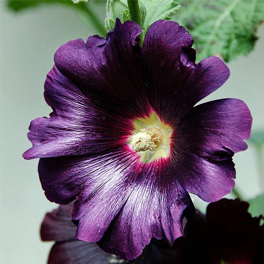 3 Alcea rosea 'Purple Rain' Starter Hollyhock Perennials. Stunning Color. Love Sun.