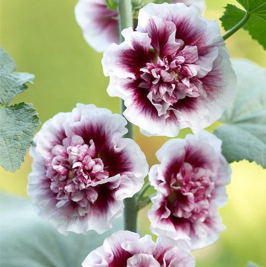 3 Rare Alcea rosea 'Crème de Cassis' Hollyhock Perennials. Raspberry-red Centers and Yellow Throats.