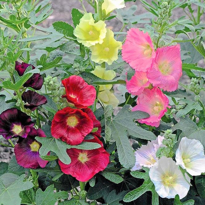 Swift Greenhouses, Inc. / Alcea ficifolia 'Vegas'