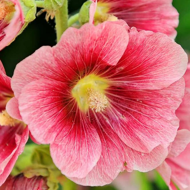 Swift Greenhouses, Inc. / Alcea rosea 'Spotlight Radiant Rose'
