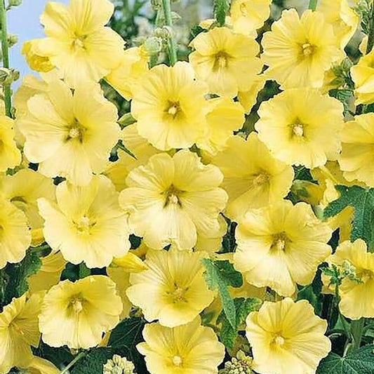 3 Alcea rosea 'Spotlight Sunshine' Starter Hollyhock Perennials. Stunning Color. Love Sun.