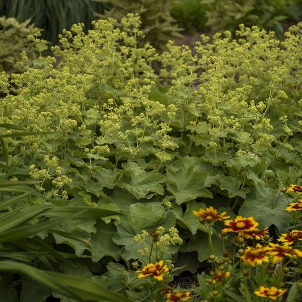 3 Alchemilla mollis Lady's Mantle Starter Perennial Plants. Enchanting Soft-Grey-Green Foliage Ground Cover.