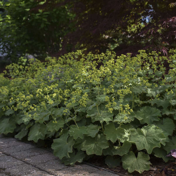 3 Alchemilla mollis Lady's Mantle Starter Perennial Plants. Enchanting Soft-Grey-Green Foliage Ground Cover.