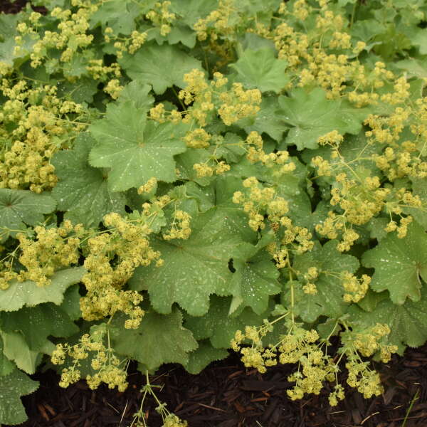 3 Alchemilla mollis Lady's Mantle Starter Perennial Plants. Enchanting Soft-Grey-Green Foliage Ground Cover.