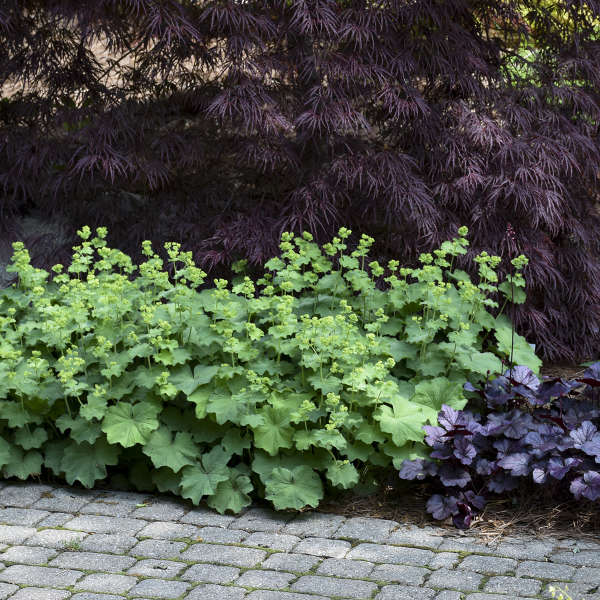 3 Alchemilla mollis Lady's Mantle Starter Perennial Plants. Enchanting Soft-Grey-Green Foliage Ground Cover.